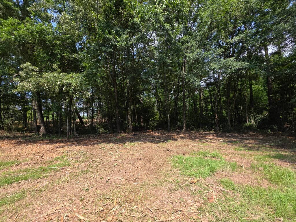 Grassy clearing bordered by dense green trees under sunlight