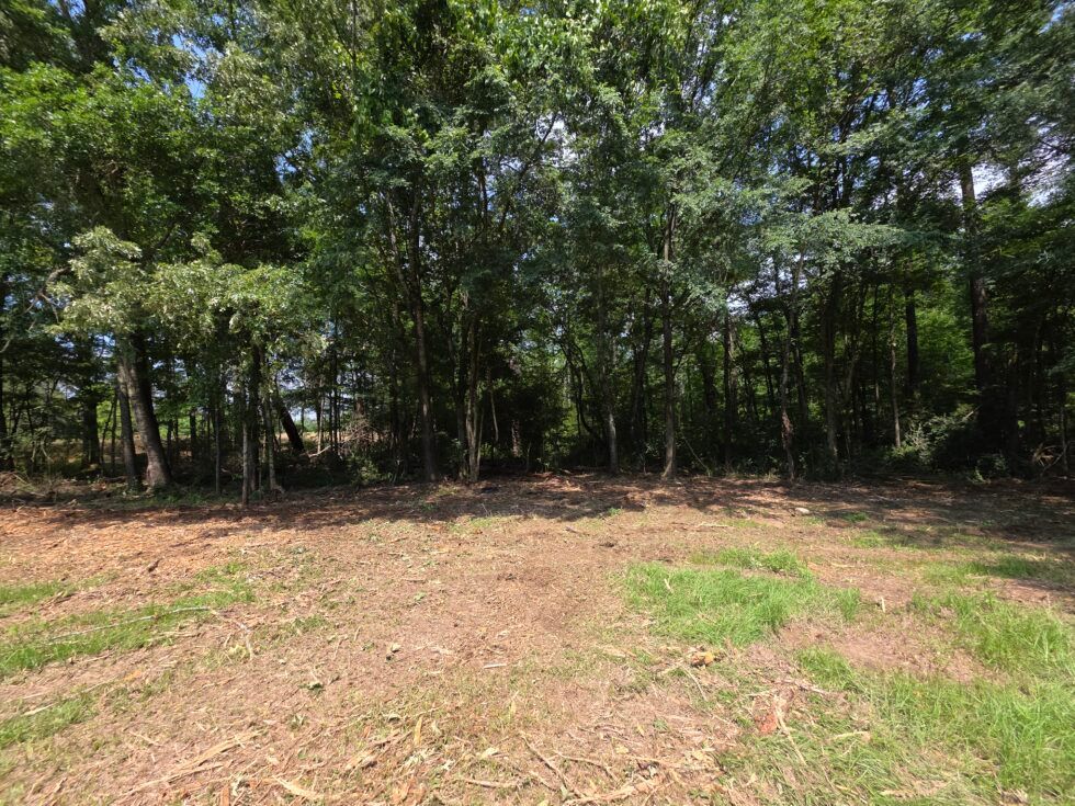 Forest clearing with bare dirt and grass in front of dense green trees under daylight