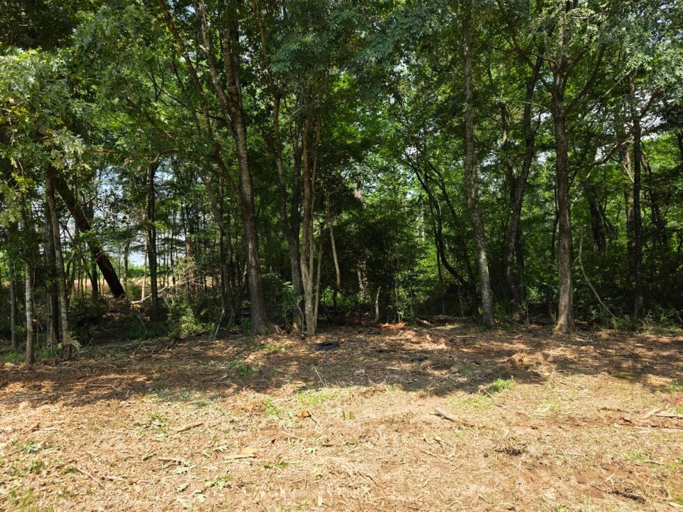 Wooded clearing with sunlit dirt ground and dense green trees in the background