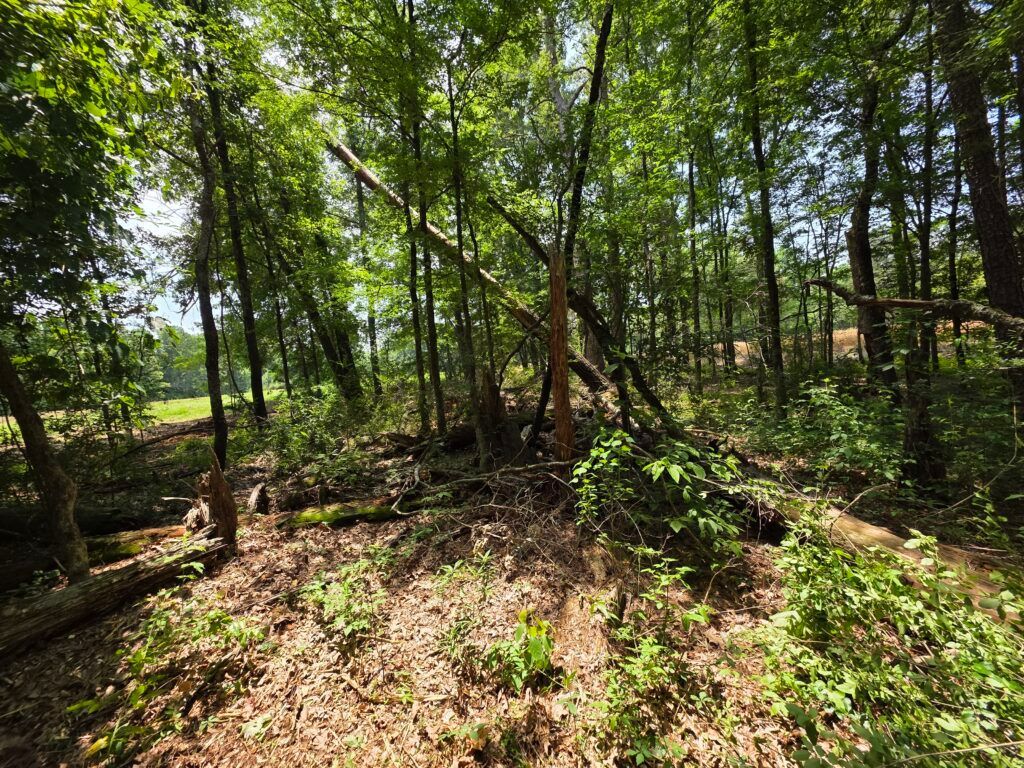Sunlit forest clearing with dense green trees and a grassy, leaf-covered ground