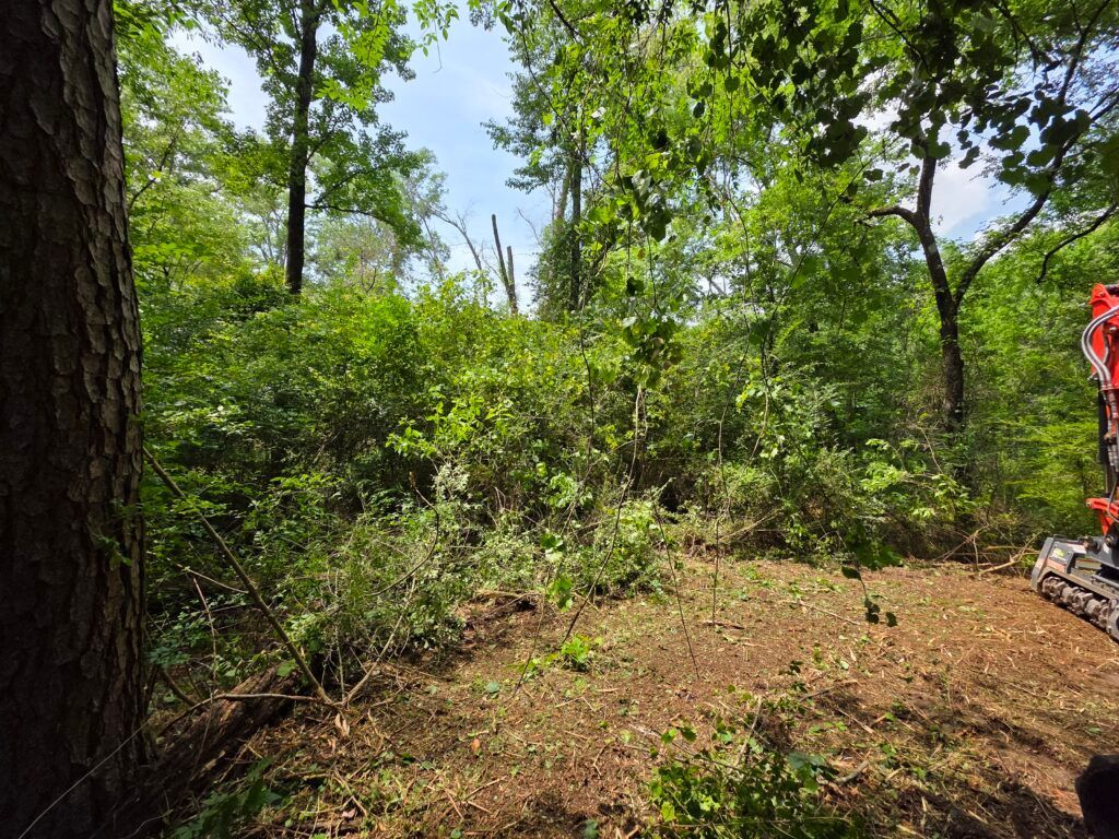 Wooded clearing with dense green trees and brush, bare dirt ground, and a partial red machine at right