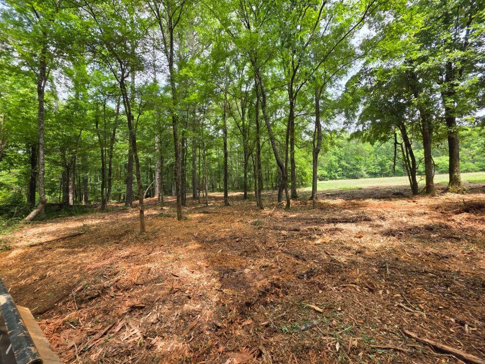 Wooded clearing with tall green trees and a dirt-covered ground under bright daylight