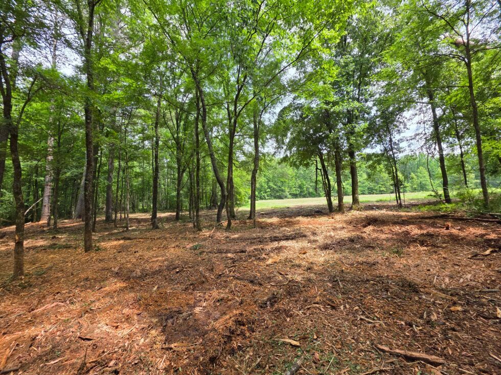 Sunny wooded clearing with green trees and a dirt path