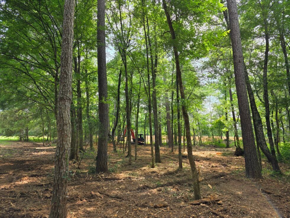 Wooded park with tall trees, dirt ground, and a few people in the distance.