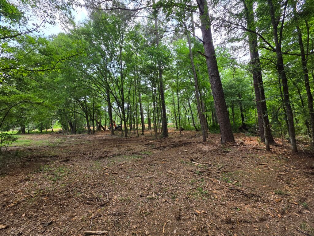 Wooded clearing with tall green trees and a leaf-covered dirt ground