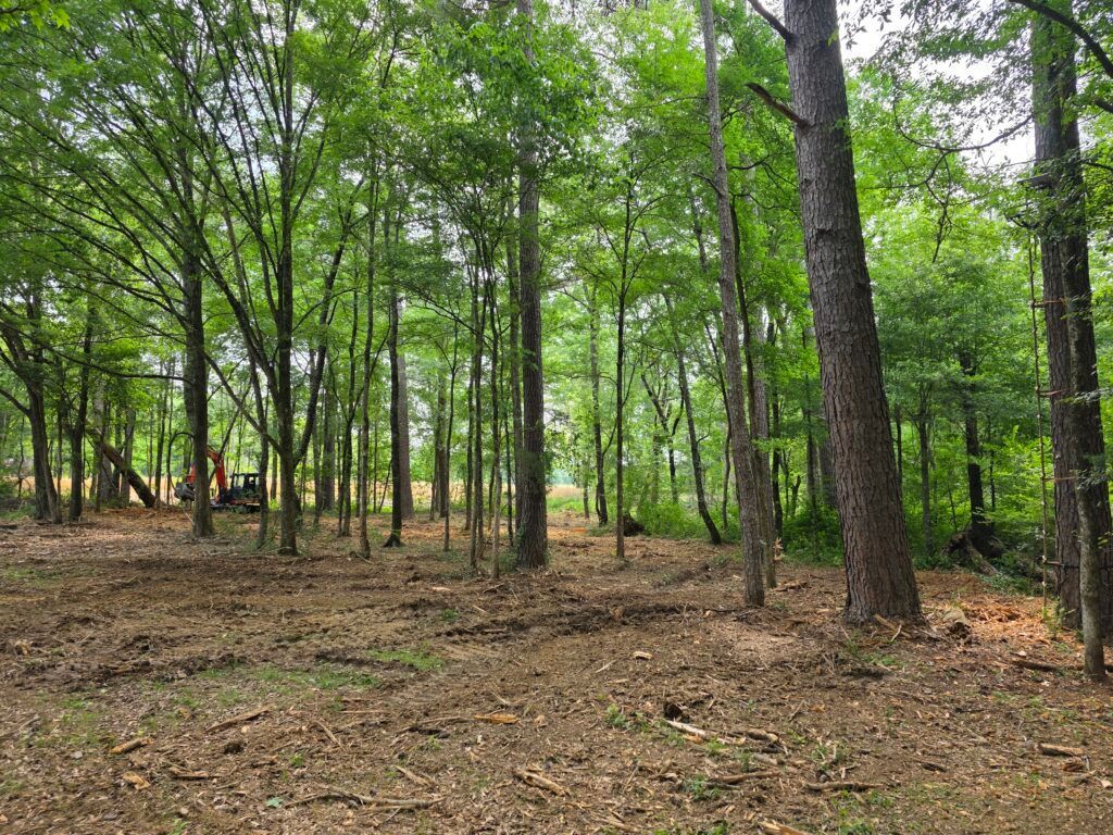 Wooded forest clearing with tall green trees and a leaf-covered ground