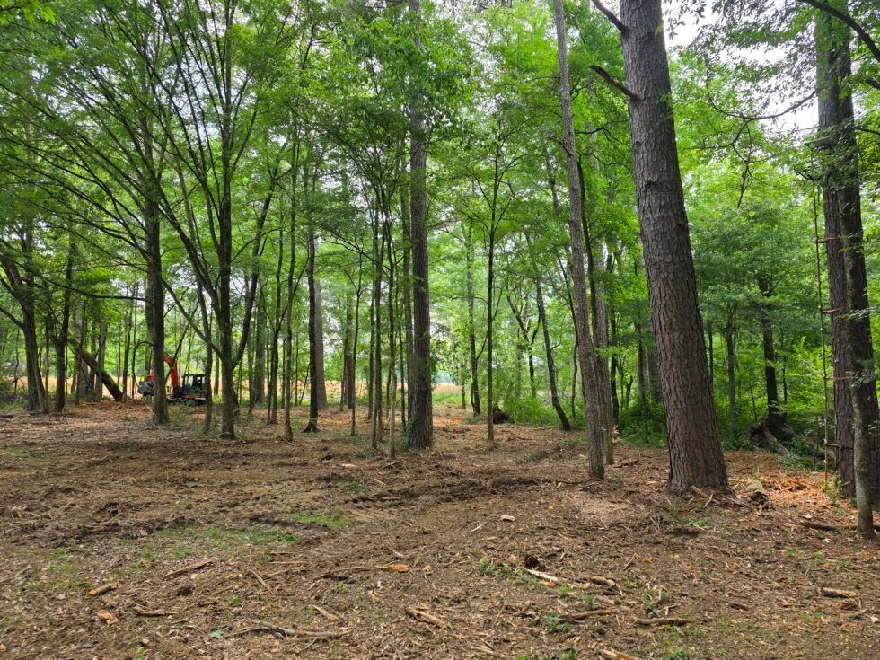 Wooded clearing with green trees and a leaf-covered forest floor