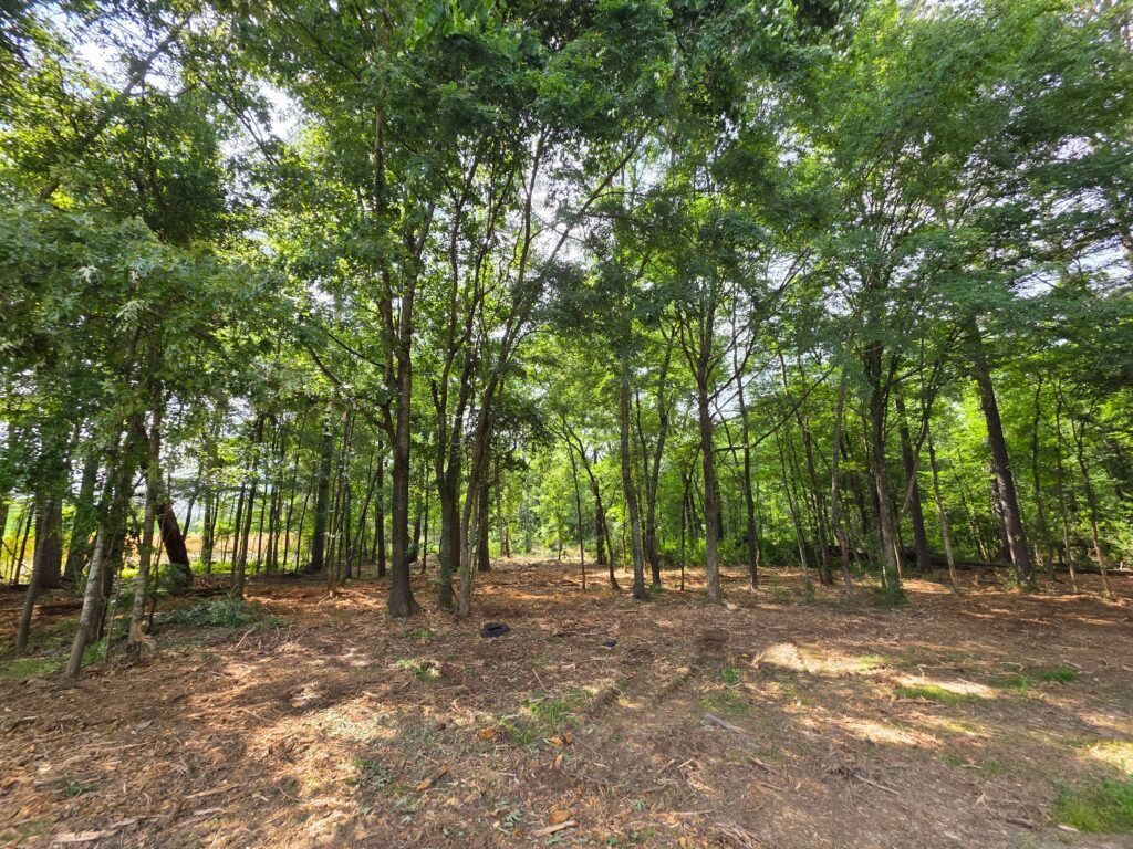 Wooded forest clearing with tall green trees and a leaf-covered ground in sunlight