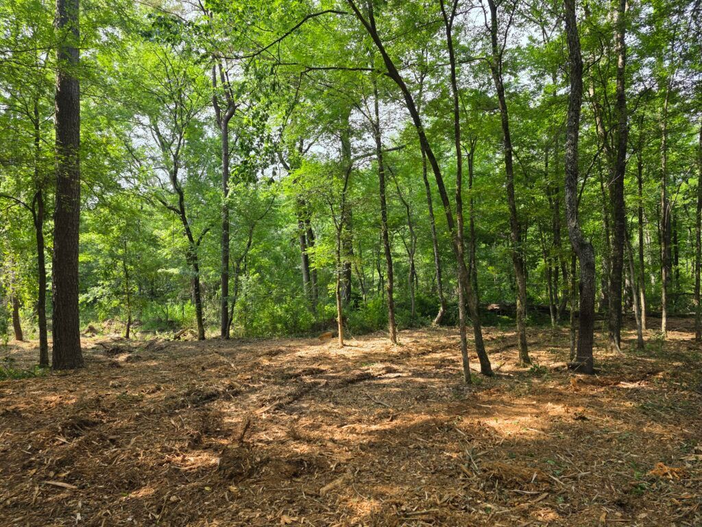 Wooded forest clearing with tall green trees and leaf-covered ground in sunlight