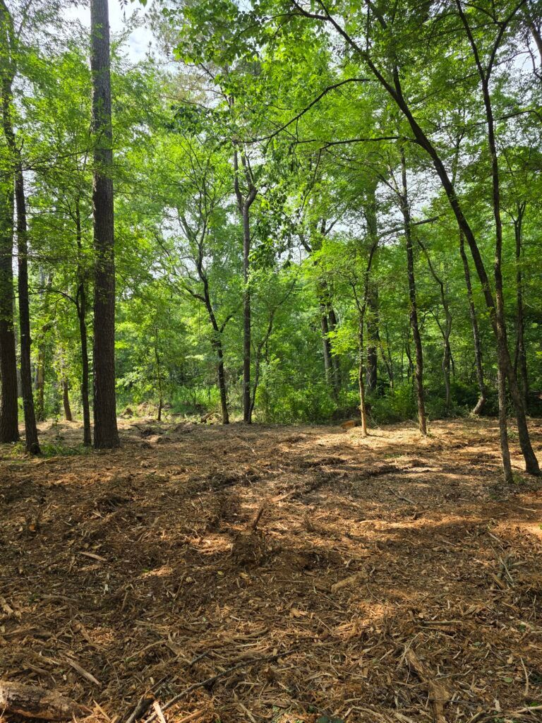 Wooded clearing with tall green trees and a sunlit leaf-covered ground
