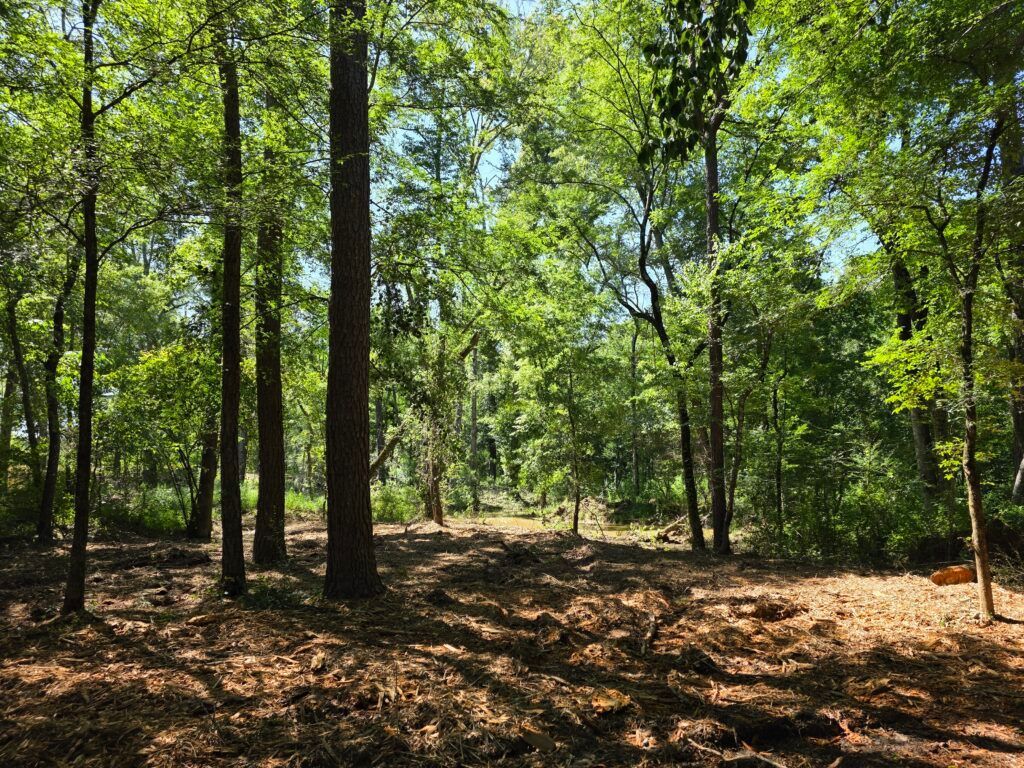 Sunny forest with tall trees and a leaf-covered ground