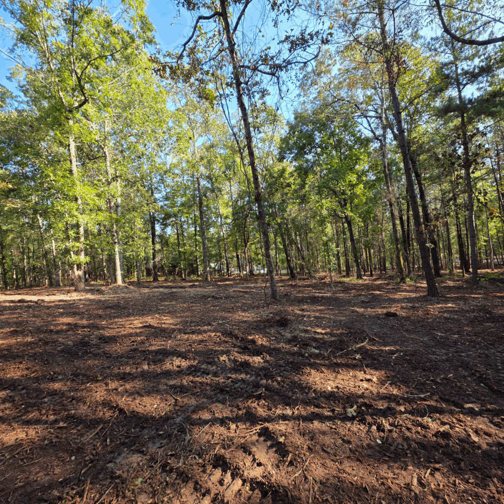 Dirt clearing in a wooded forest with tall green trees and bright blue sky.