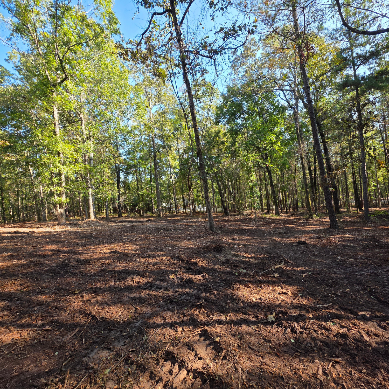 Sunlit woodland clearing with tall trees and a leaf-covered forest floor