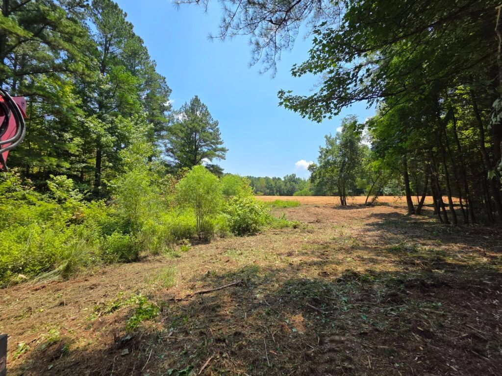 Sunny dirt path through a green wooded clearing under a blue sky.