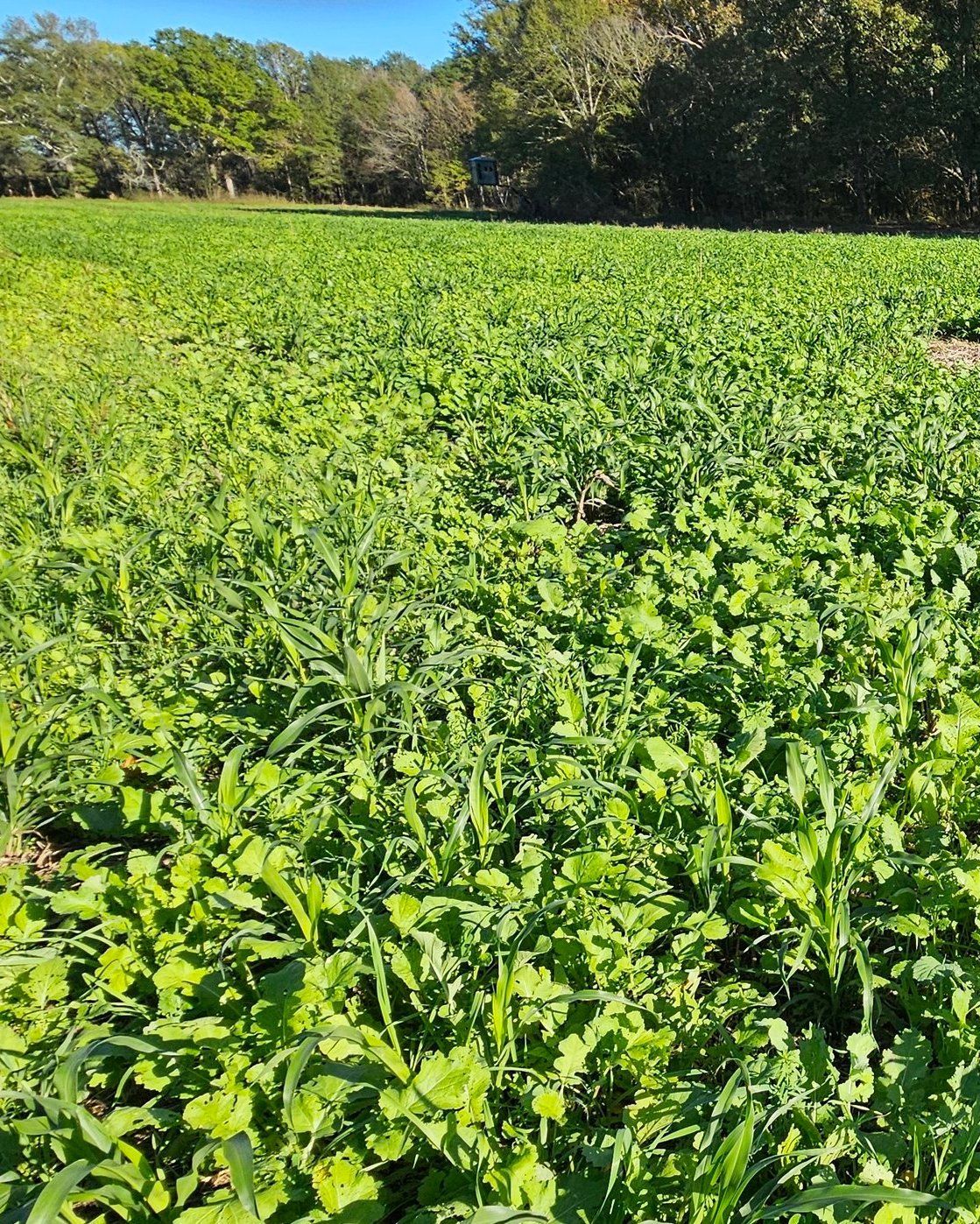 Lush green field of crops with a tree line in the background under clear sunlight