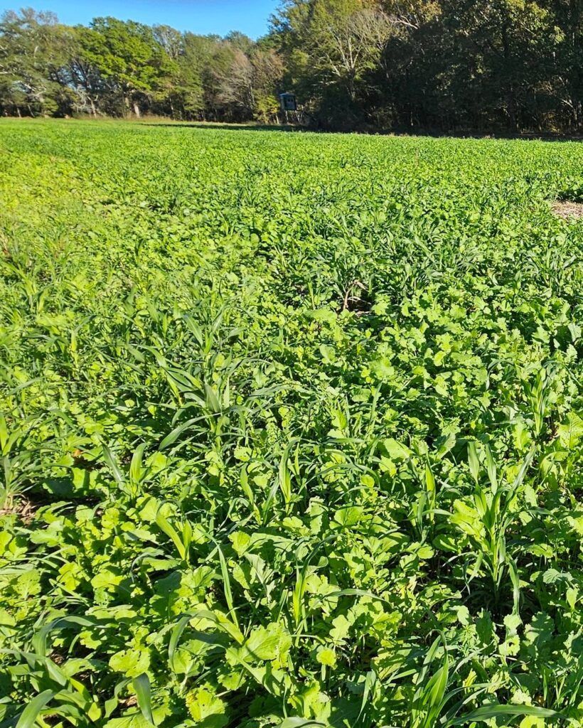 Green crop field under a bright sky, with trees lining the horizon.