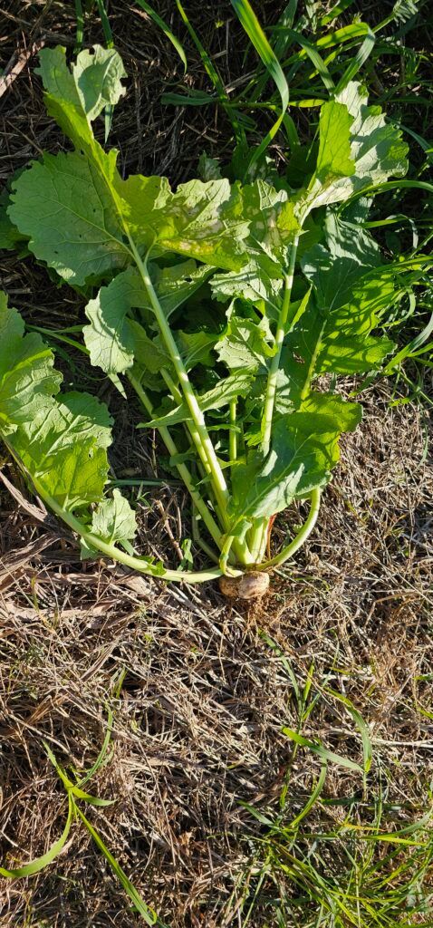 Green leafy plant growing in a garden bed with dry soil and grass around it