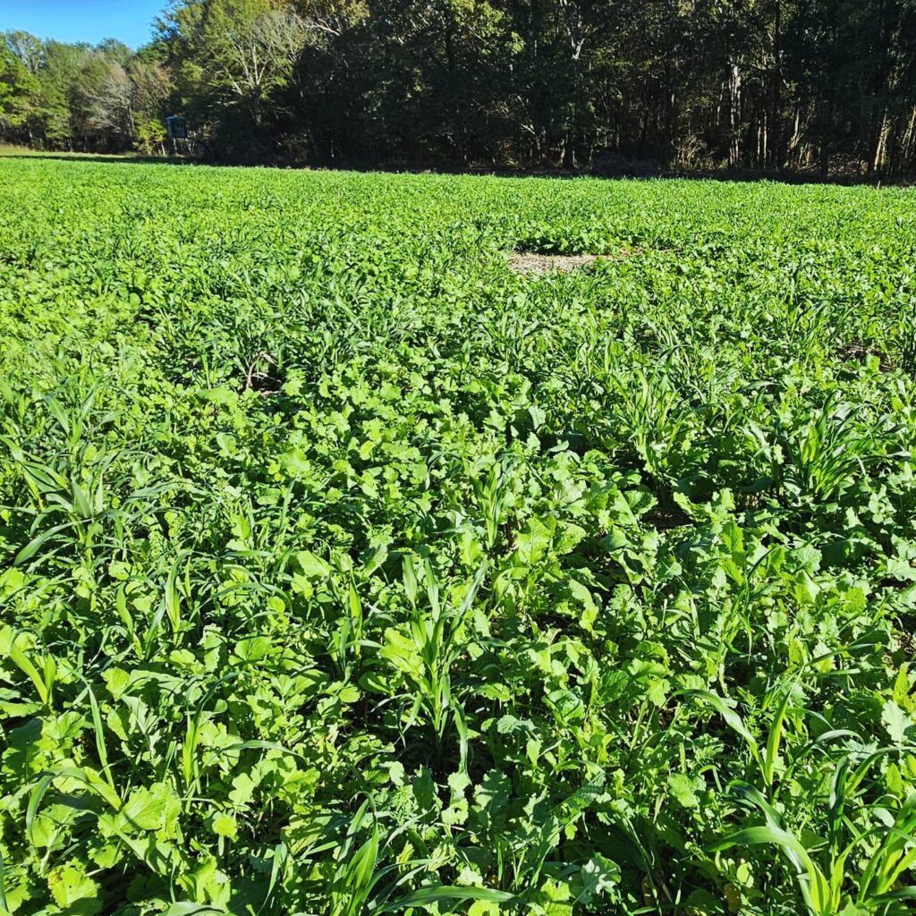 Dense green crop field under bright sunlight with a line of trees in the background