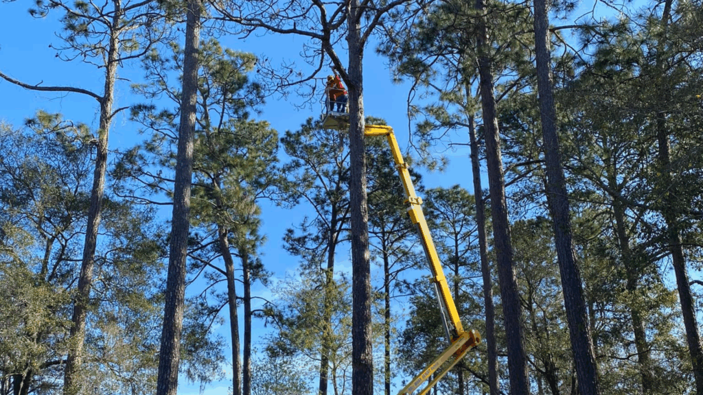 Worker on a yellow cherry picker trimming tall pine trees against a blue sky