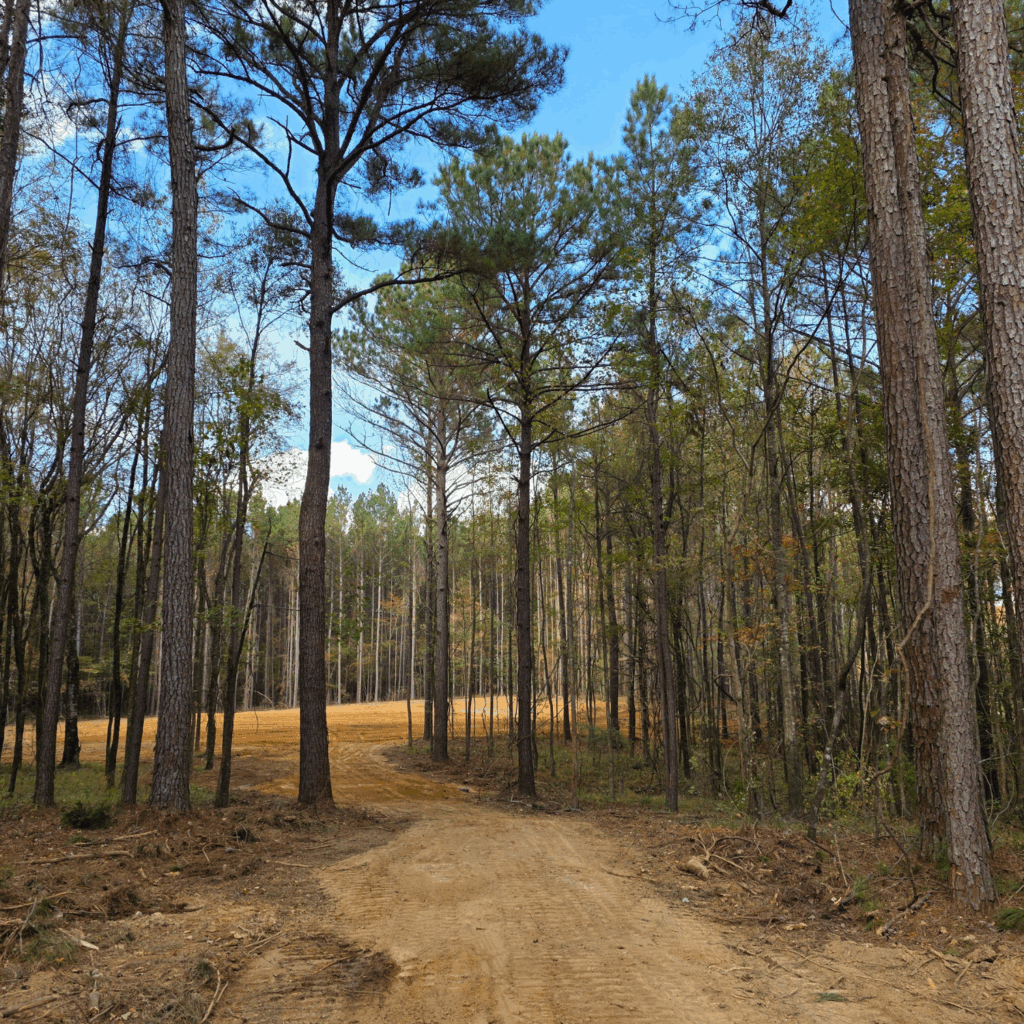 Dirt path winding through a pine forest under a blue sky with scattered clouds