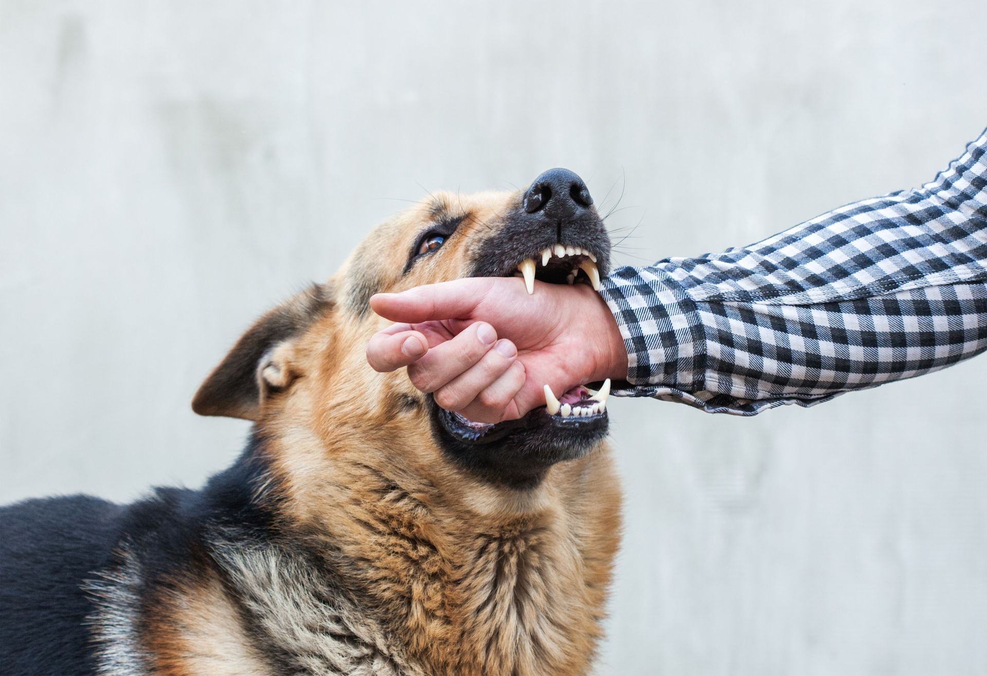 Dog biting a person's hand.