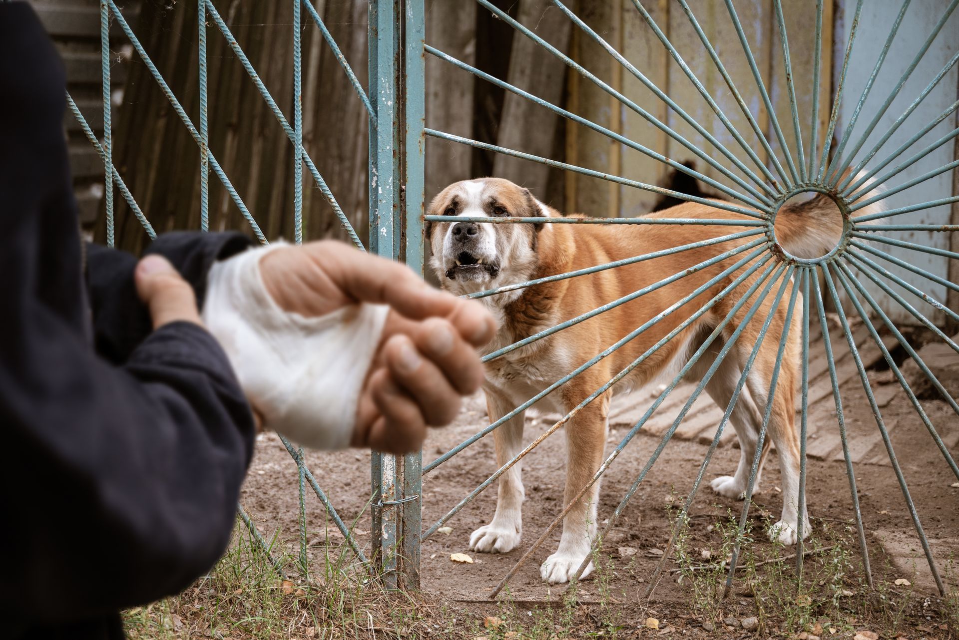 Person with bandaged hand facing a large dog behind a gate, dog barking.
