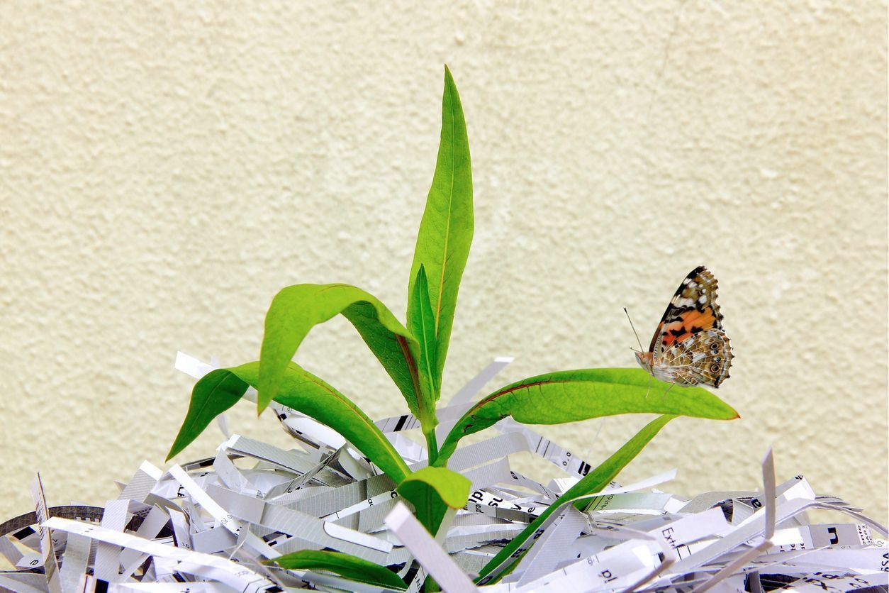 Image of small plant growing from shredded paper to display eco-friendly paper shredding