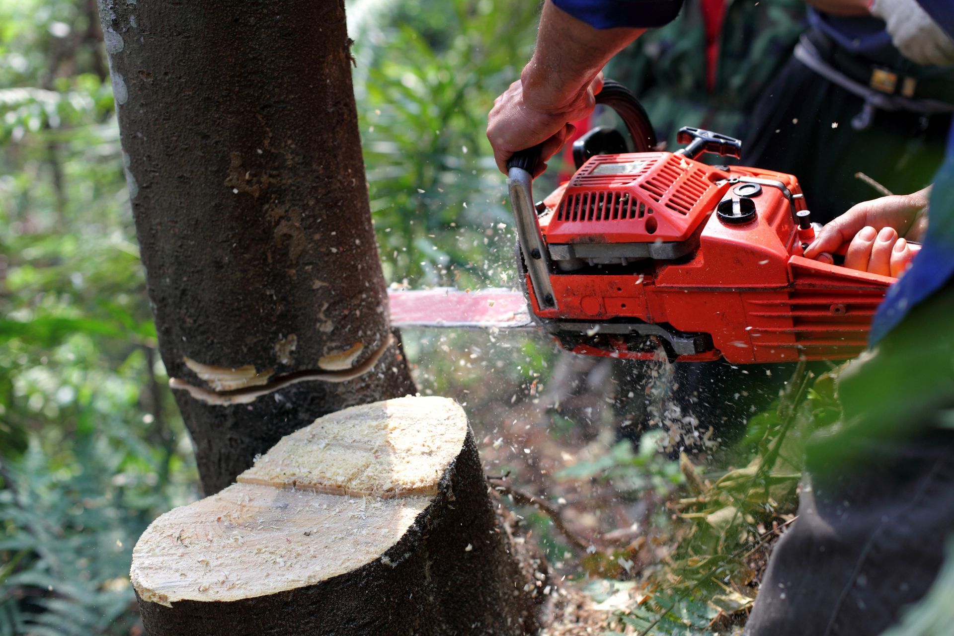 A person is cutting a tree with a chainsaw.
