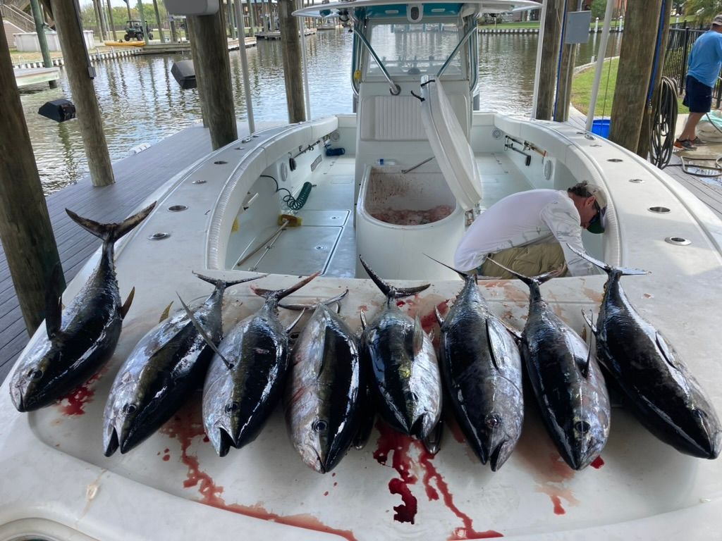 Eight tuna lined up on the deck of a boat moored at a dock, with a person working in the background.