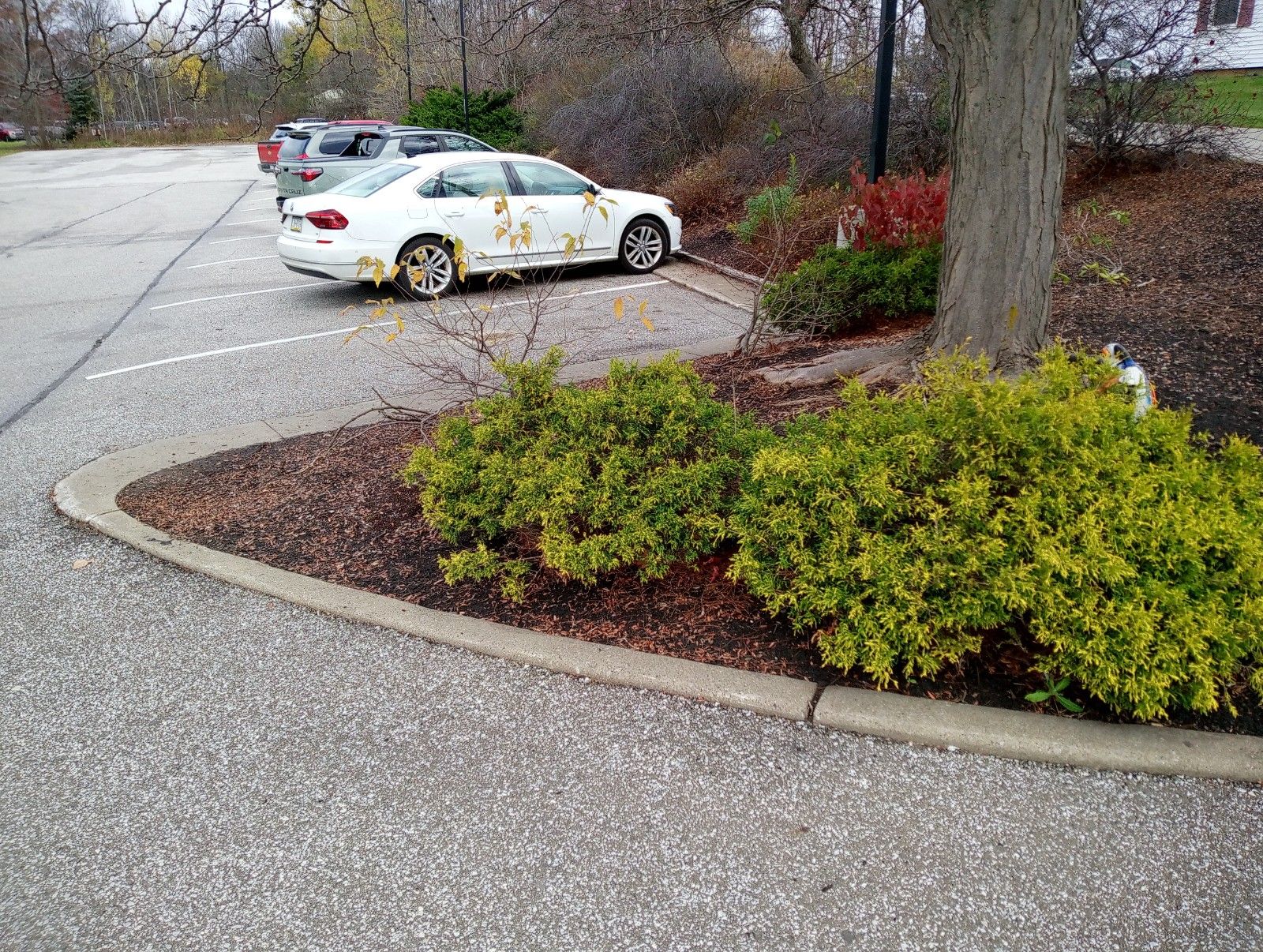 Two cars parked by a curb in a wet lot beside bushes and trees.