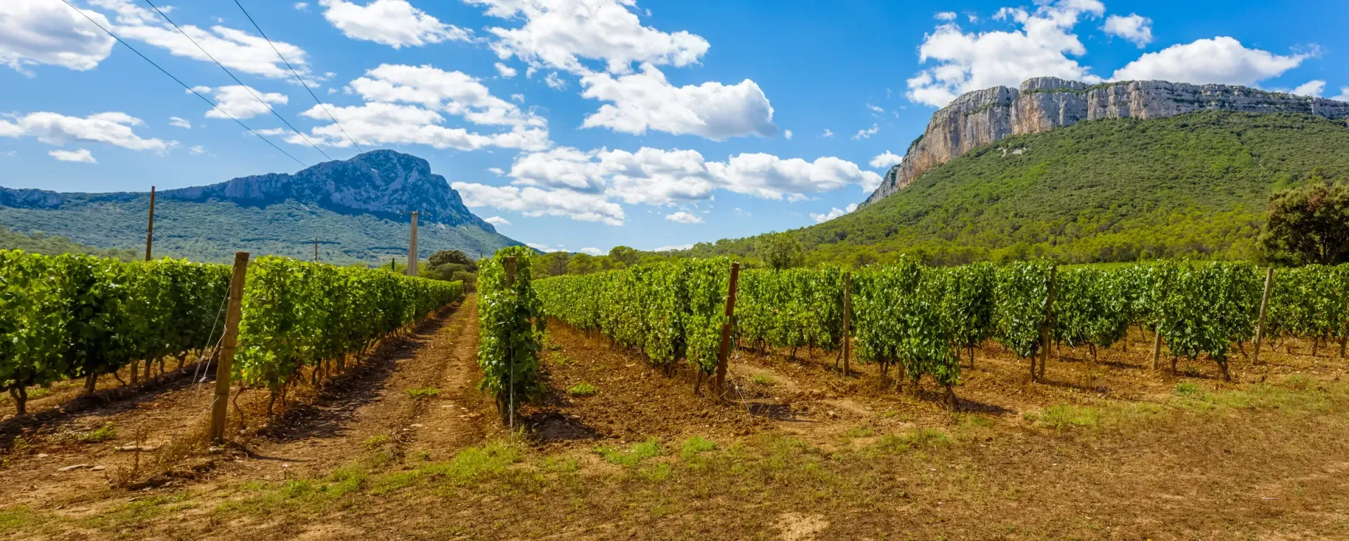Weinberge am Pic Saint-Loup