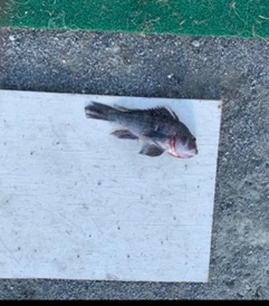 A small, dark gray fish lying on a white rectangular surface outdoors next to a patch of green grass.