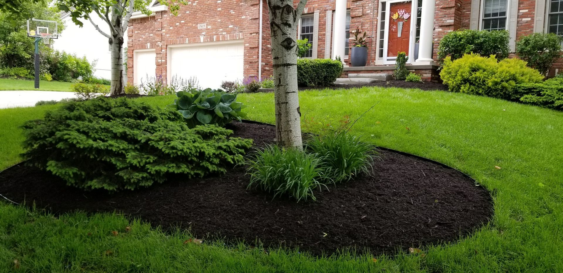 A tree in the middle of a lush green lawn in front of a house.
