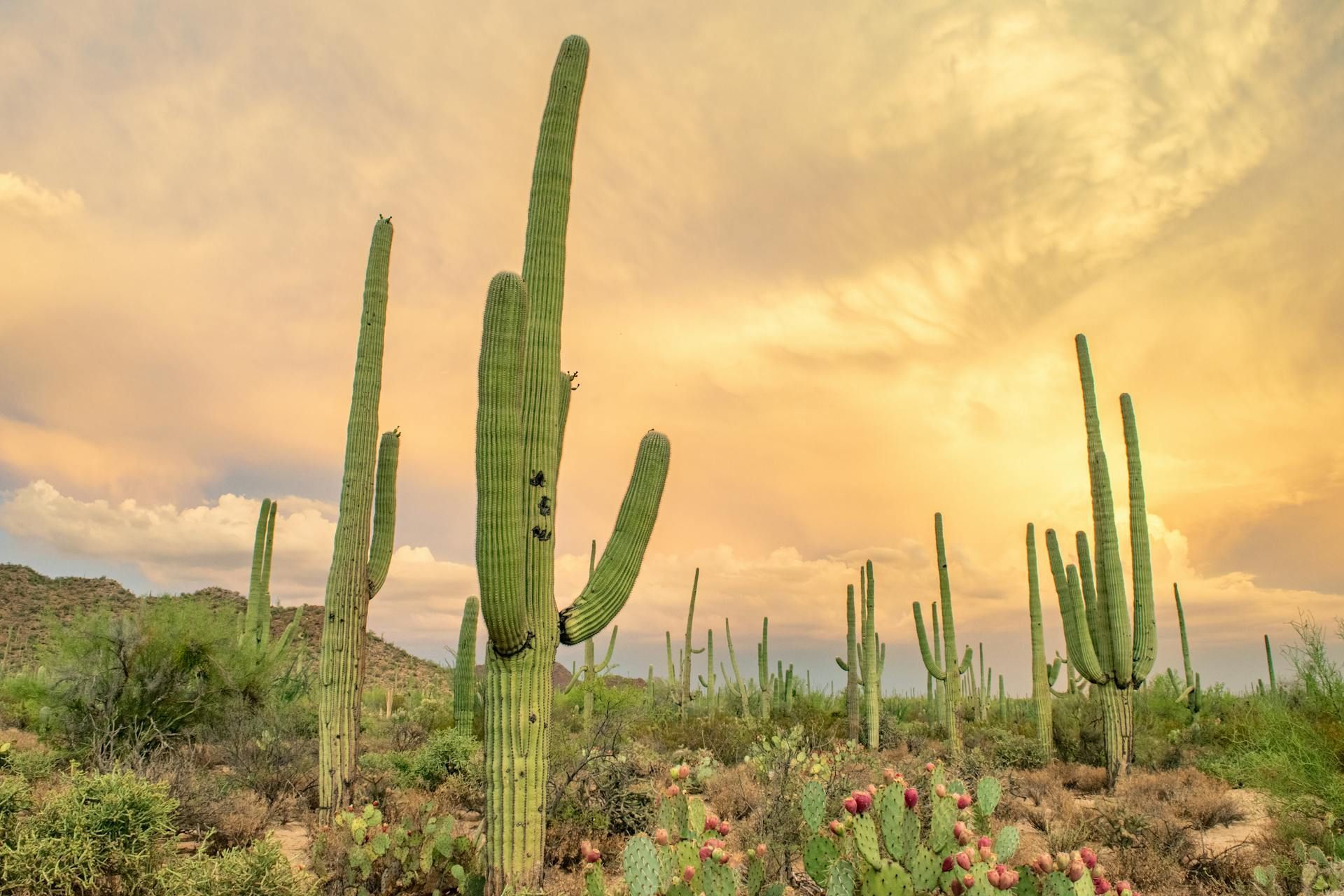 Tall saguaro cacti stand in a desert landscape under a warm, golden sunset sky.