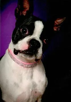 Morticia (The Boston Terrier)