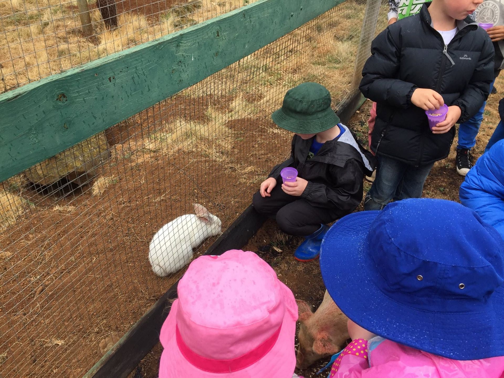 Children in colorful hats crouch by a fence, observing a white animal in an enclosure.