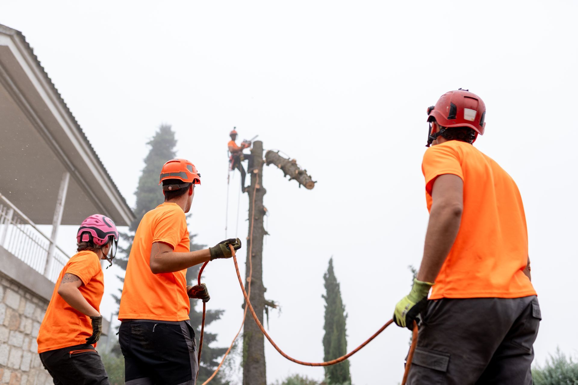Arborists working together, safely removing a large tree using a chainsaw and ropes