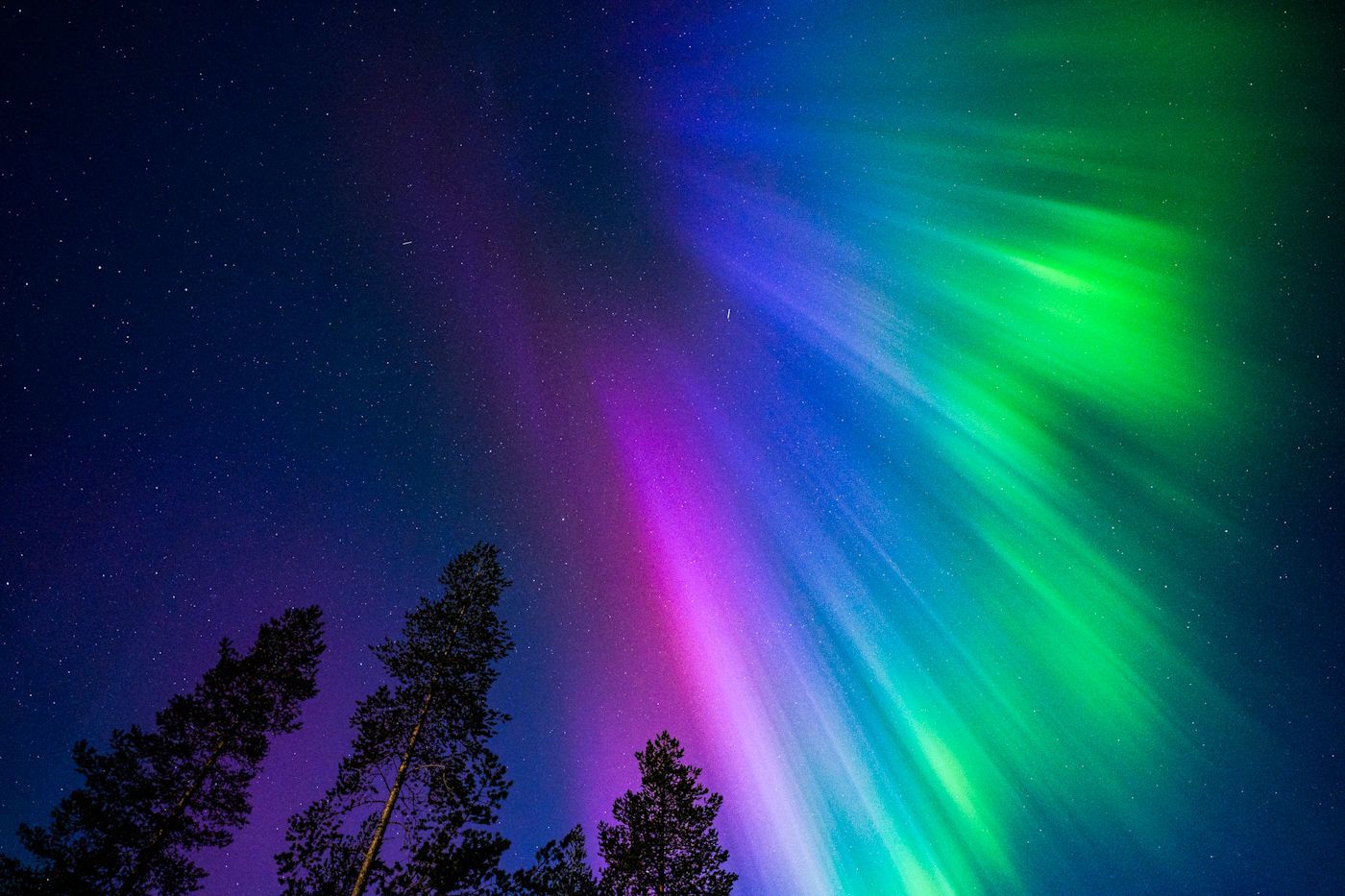 Brilliant purple and green Aurora Borealis above snowy forest in Tromsø, Norway