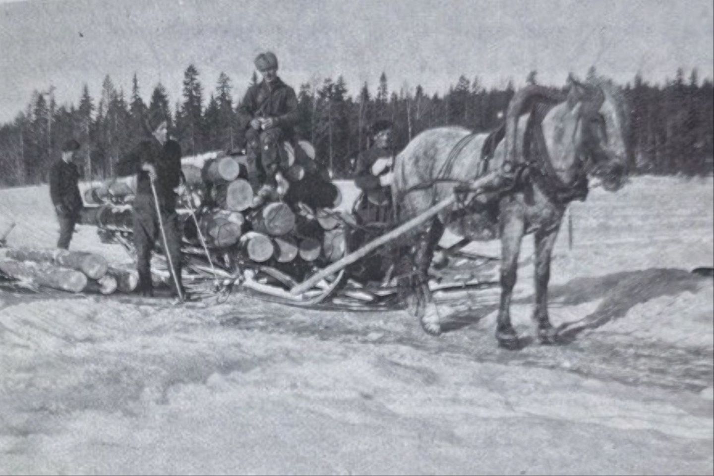 Historic Arctic GM family forestry work with horses and a timber sled in snowy Lapland