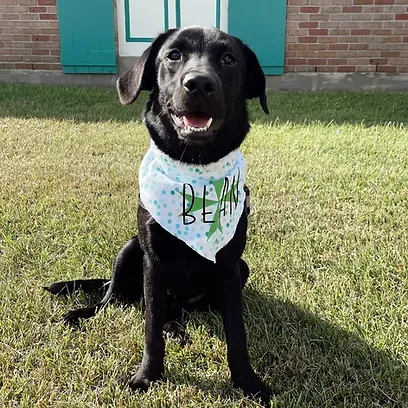 A black dog wearing a bandana is sitting in the grass.
