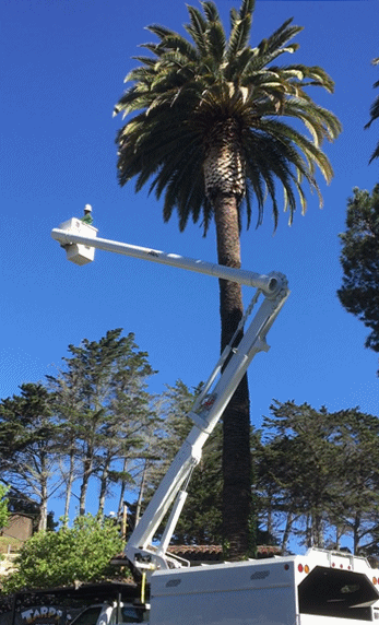 Tree trimming — Carmel, CA — Zarco Professional Tree Service