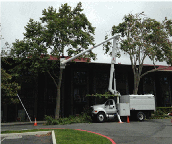 Tree service — Carmel, CA — Zarco Professional Tree Service