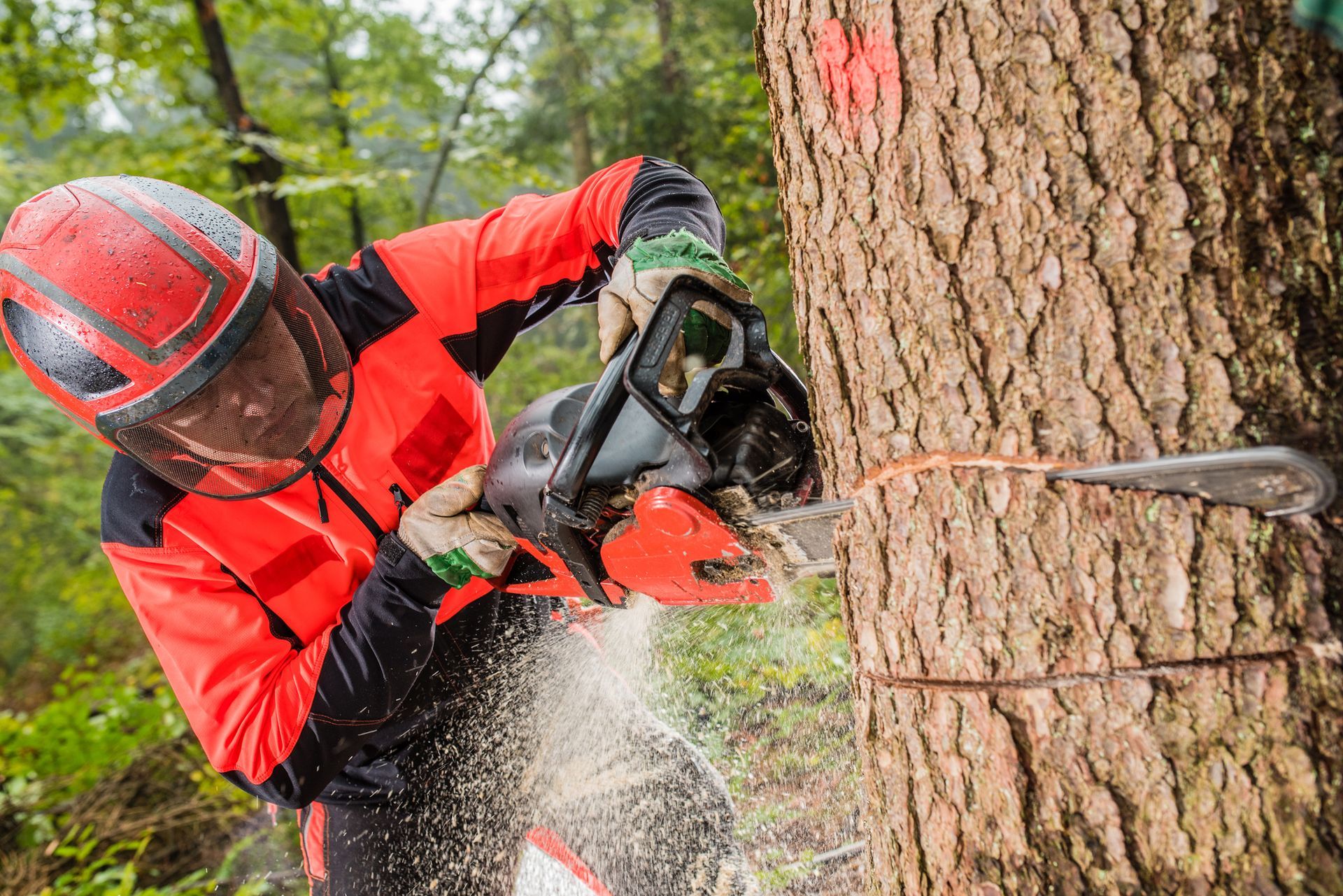 Tree cutting with a chainsaw by Zarco Professional Tree Service in Monterey, CA, ensuring healthy an
