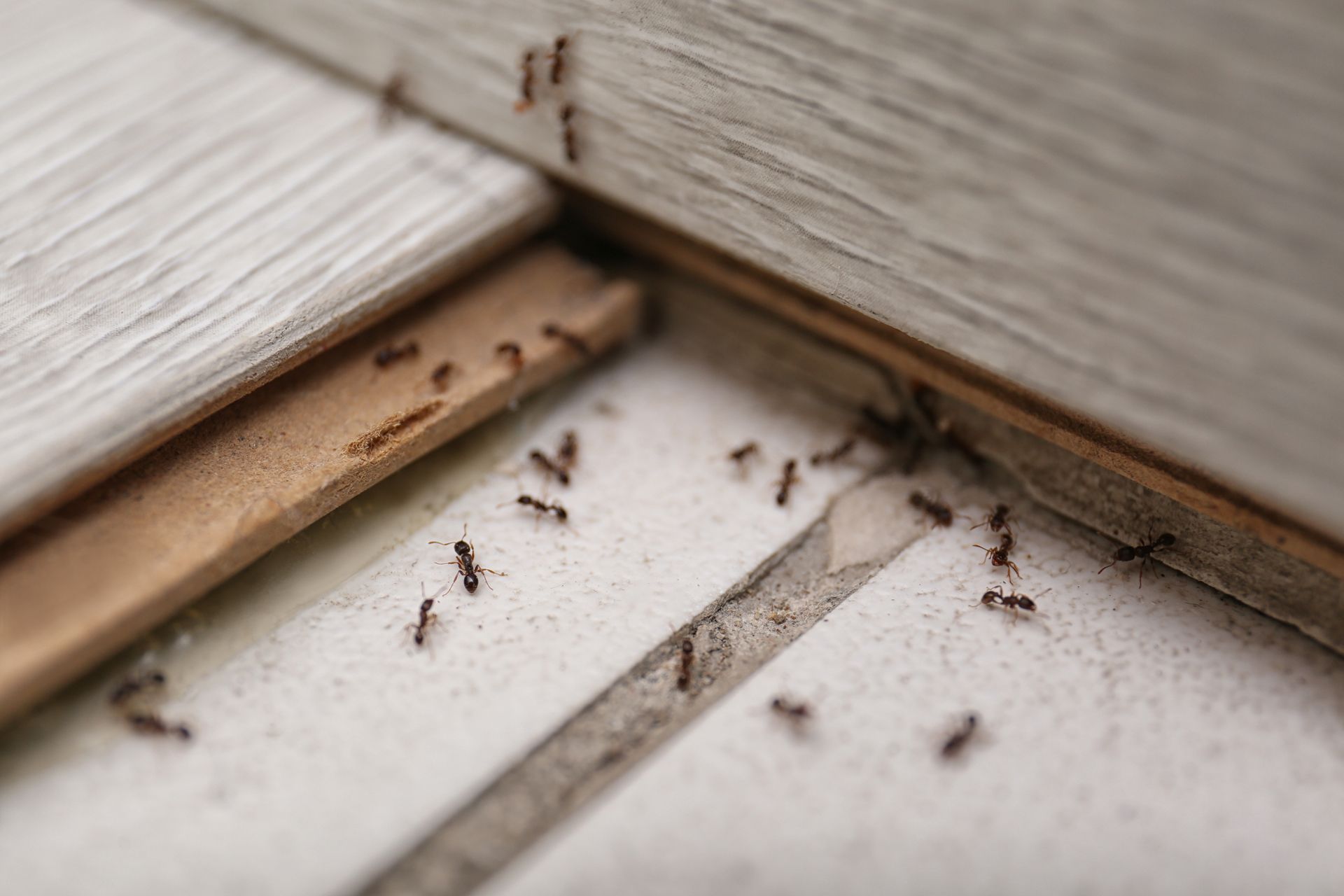 A Group of Ants Are Crawling on a Wooden Floor