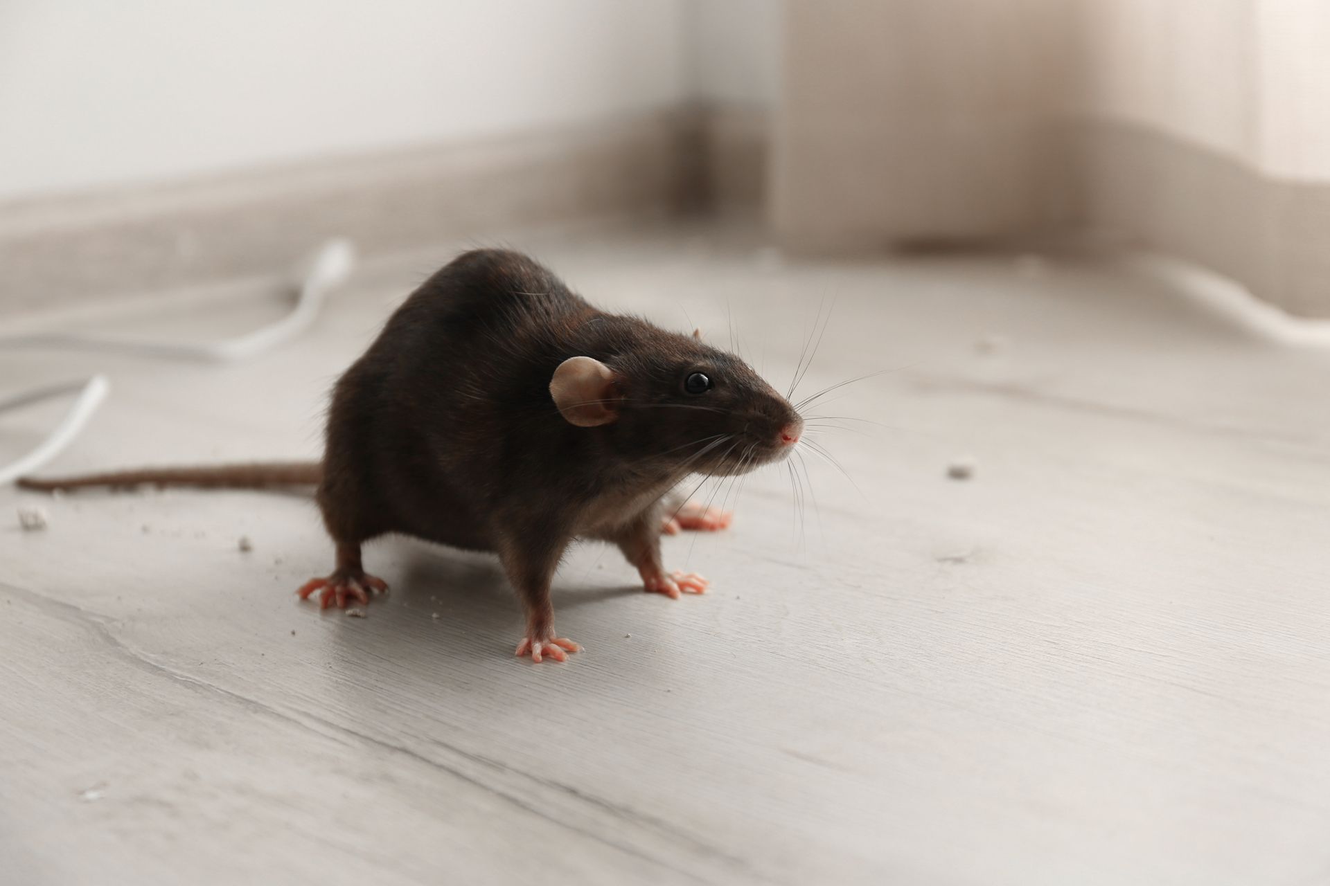 A Rat is Standing on a Tiled Floor in a Room