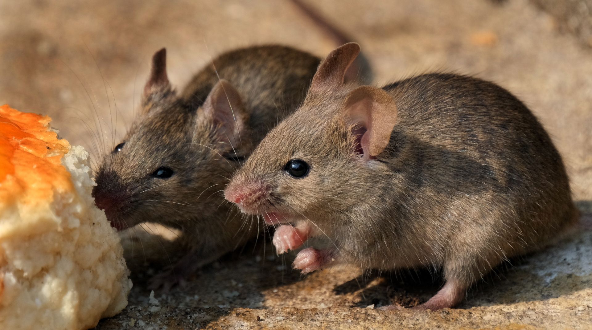 Two Mice Are Eating a Piece of Bread on the Ground