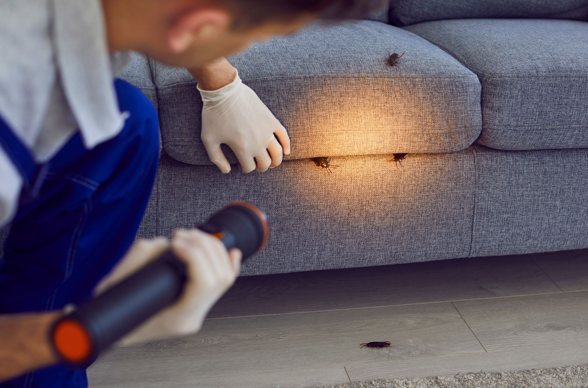 A Man is Looking at a Bug on a Couch With a Flashlight