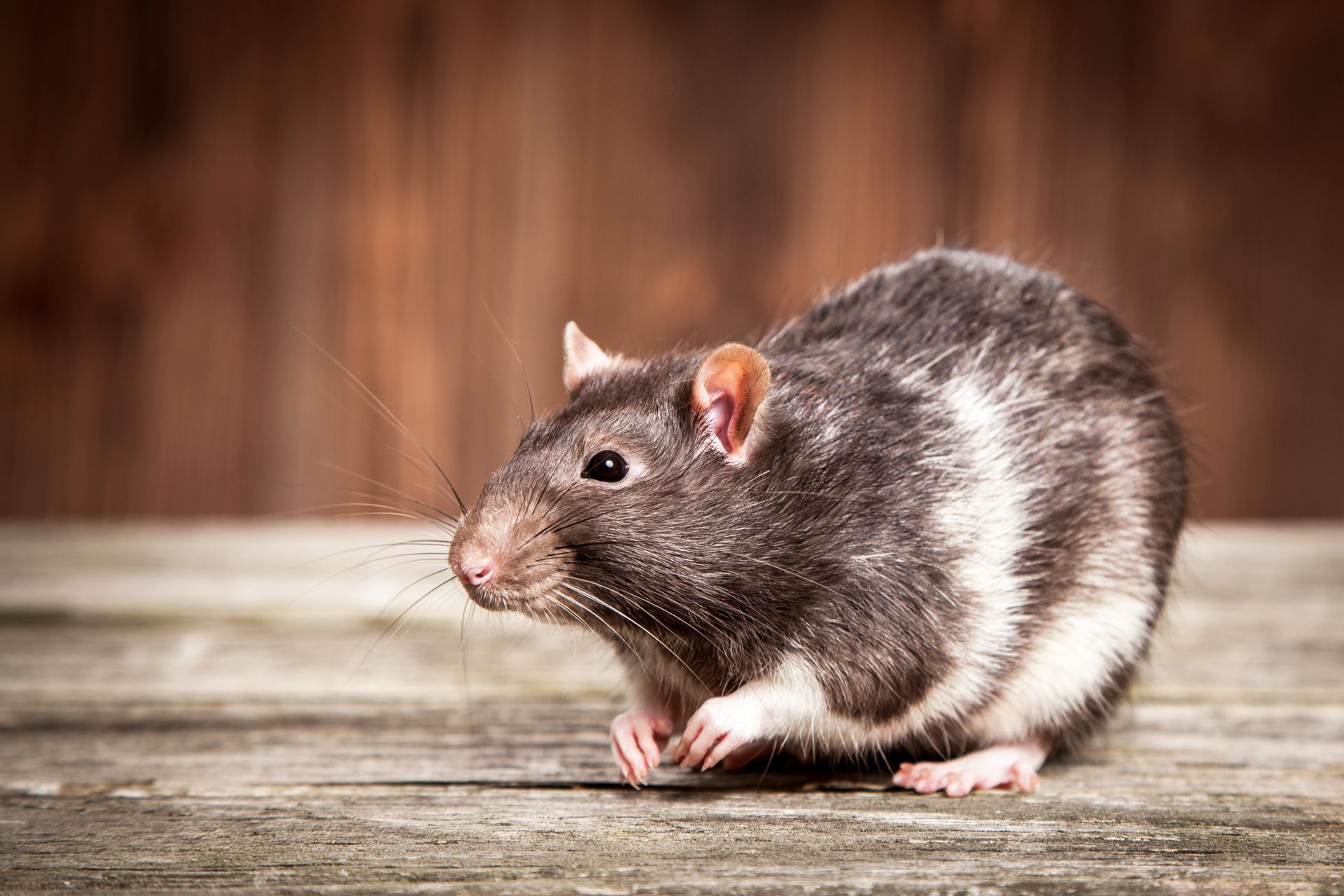 A Rat is Sitting on a Wooden Table and Looking at the Camera