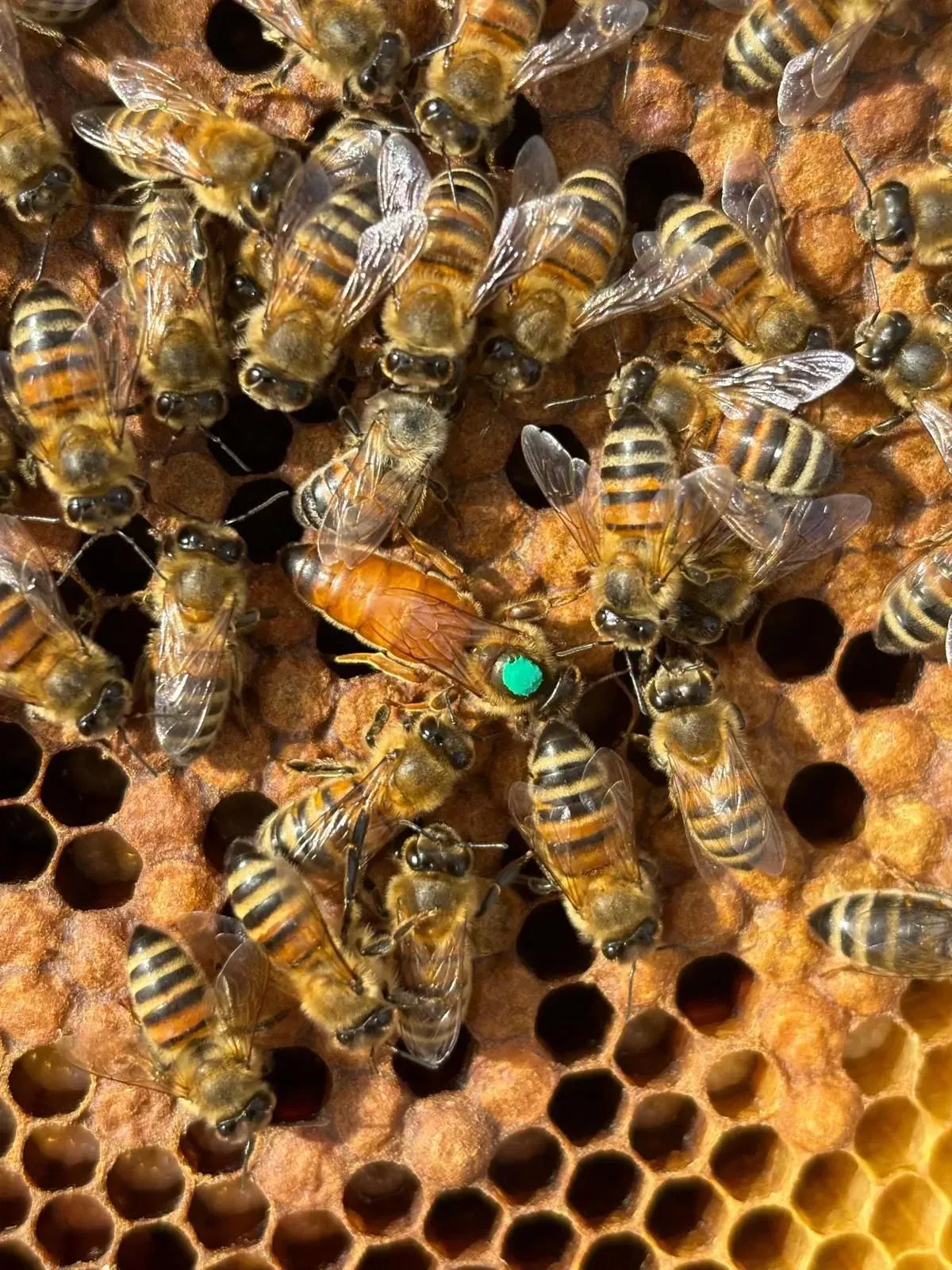 Le api si sono raggruppate su un favo, una di loro contrassegnata da un puntino verde.