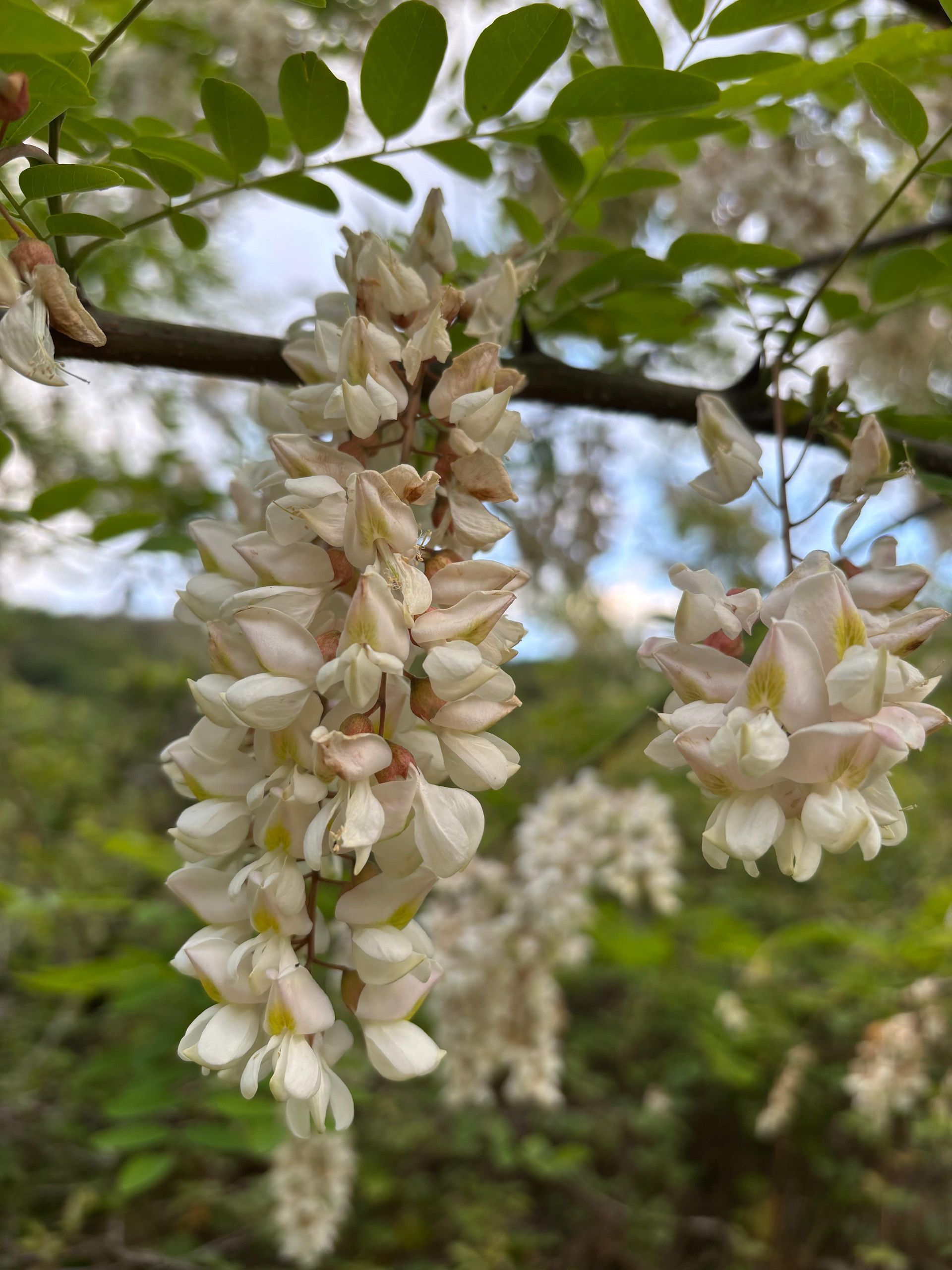 Fiori bianchi pendenti su un ramo d'albero con foglie verdi, su uno sfondo sfocato di giardino.